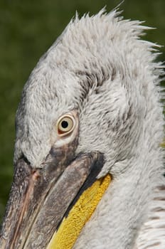 Dalmatian pelican - detail of the eye