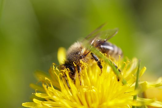 Detail (close-up) of the honeybee on the dandelion with antheral dust