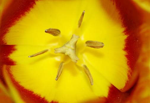 Close-up (macro) of the bloom - tulip