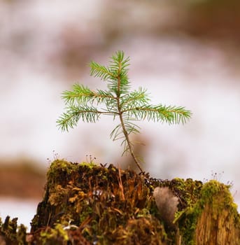 A little spruce tree growing on top of a old rotten stem