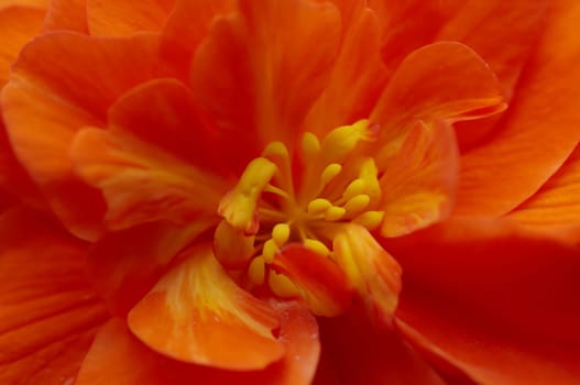 Close-up (macro) of the bloom