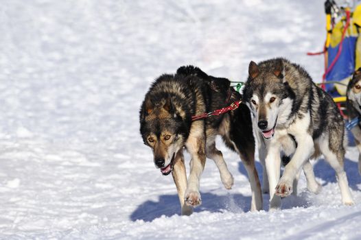 Details of two huskies in full action, perfectly in step as the pull the sledge (just visible)