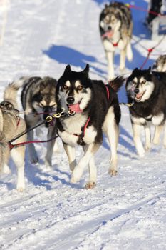 Detail of a member of a sled dog team in full action.