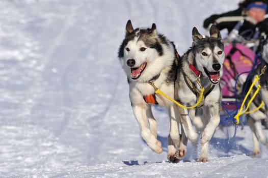 Details of a sled dog team in full action, heading towards the camera. Space for text in the snow.