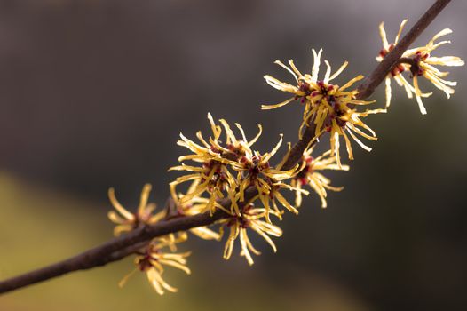 Flowering branch of yellow Witch-hazel in spring