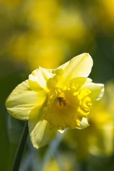 Yellow daffodil in flower field blooming in spring