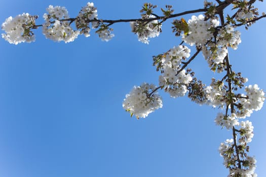 Branches with white cherry blossoms and a blue sky in spring