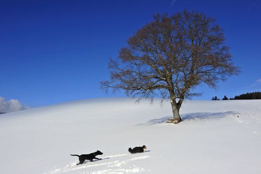 Two dogs playing in the snow beneath a solitary tree. Space for text in the sky.