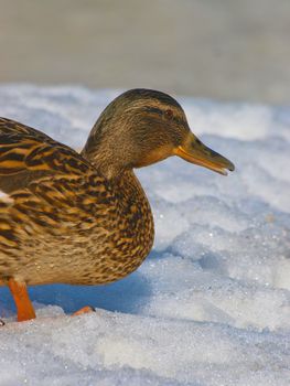 Female mallard duck