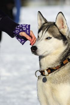An Alaskan Malamute being stroked on the side of the face
