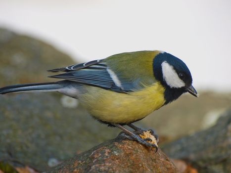 Great Tit, Parus major