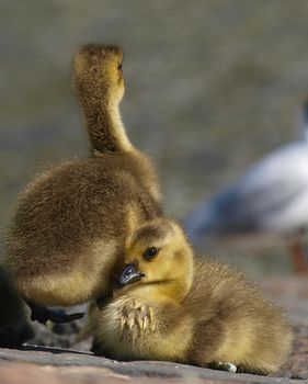 Barnacle Goose