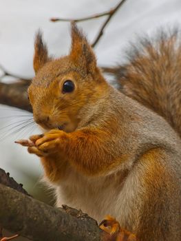 Red squirrel