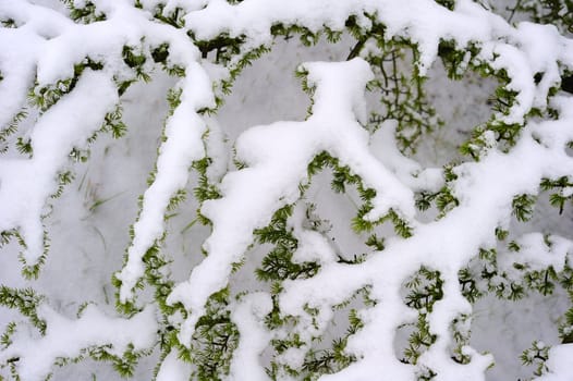 Close up of the snow-covered branches of a pine tree. Natural abstract, suitable as a background