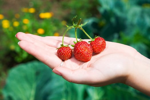 Strawberry at the girl palm