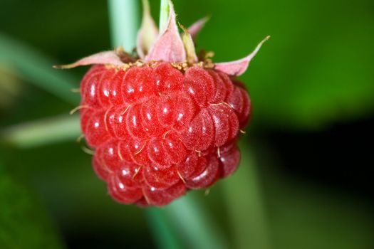 Ripe raspberry, macro, shallow DOF