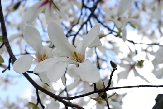 Some apple blossoms on a fruitful tree.