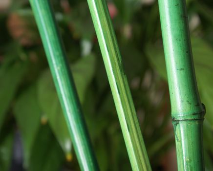 A closeup of some bamboo over some foliage.