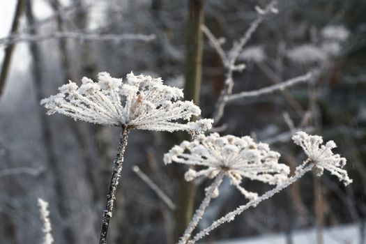 Hoarfrost at the dry umbrella plant. Belokurikha resort, february 2008