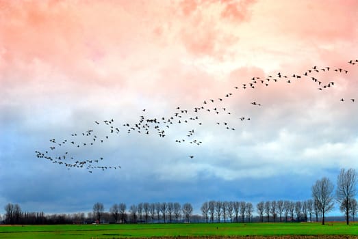 Large group of goose above Dutch landscape by winter evening