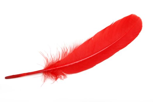 A closeup shot of an isolated red feather.