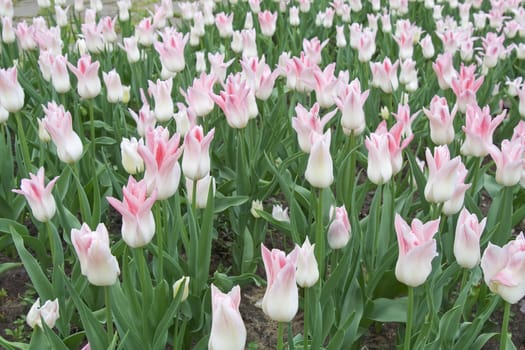 Lots of white-pink tulips. Spring season