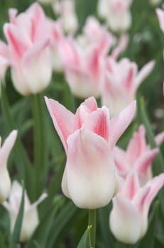 Close up image of white-pink tulips. Selective focus