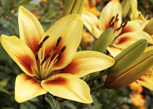 Yellow-red  beautiful lily in a garden