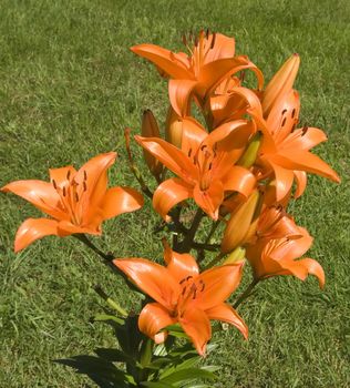 Orange lilly in a garden in sunny day