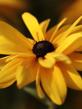 Macro shot of yellow rudbeckia. Shallow focus