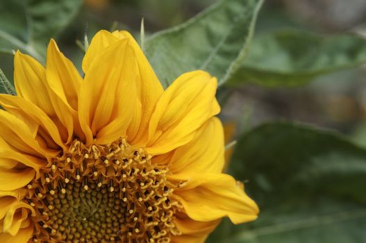 Macro shot image of sunflower
