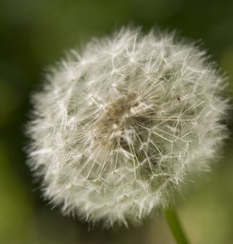 Close-up white dandelion on a green background