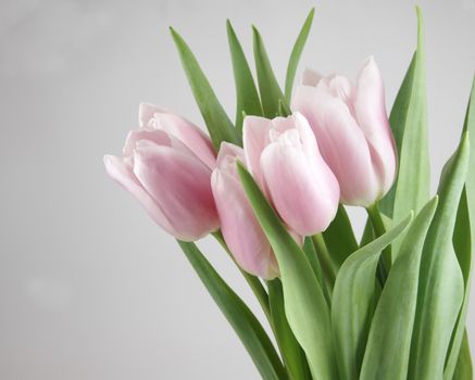 Pinky-white tulips isolated over grey background