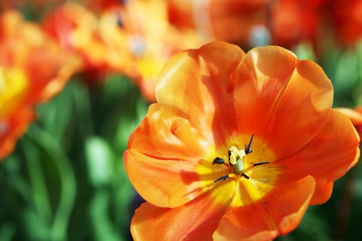 Orange tulips in summer sunshine, closeup on foreground flower