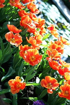 Orange tulips in summer sunshine