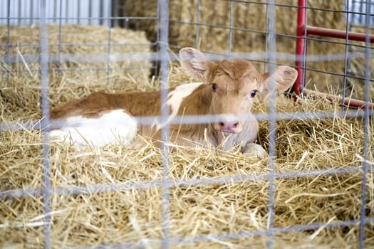 Newborn calf lying in hay