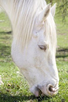 White draft horse eating grass