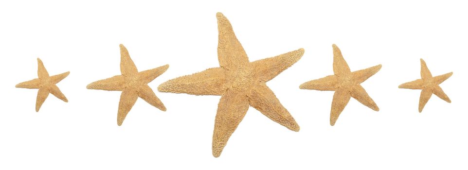 Five starfish resemble a five star rating for either a hotel, movie, or something other.