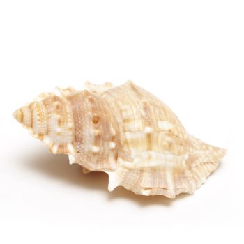 A macro shot of a sea shell isolated on white.