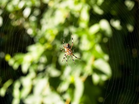 I can't figure out the exact kind of argiope, and spiders scare me a lot.