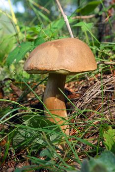 mushroom in green grass close-up