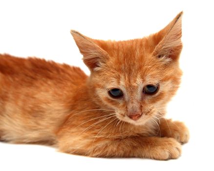 red small cat isolated on white