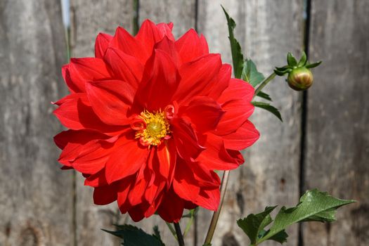 red bright dahlia flower on old wooden planks background