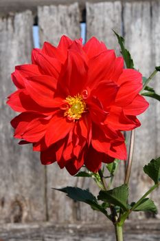 red bright dahlia flower on old wooden planks background