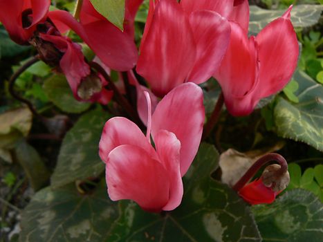 flowers red