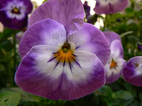 flower purpule and yellow