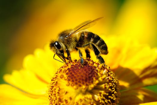 diligent bee on yellow  flower in summer