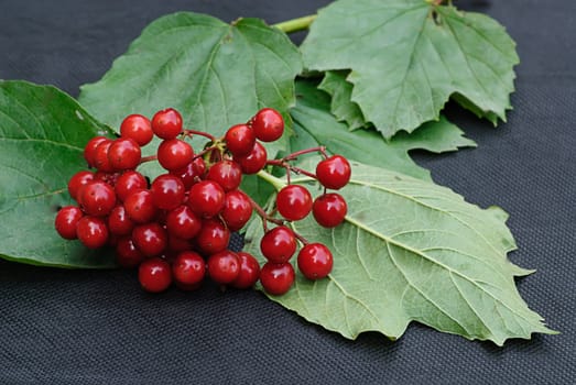 ripe red arrowwood in late autumn