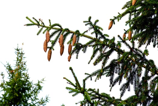 fir tree with cones in autumn on sky-blue