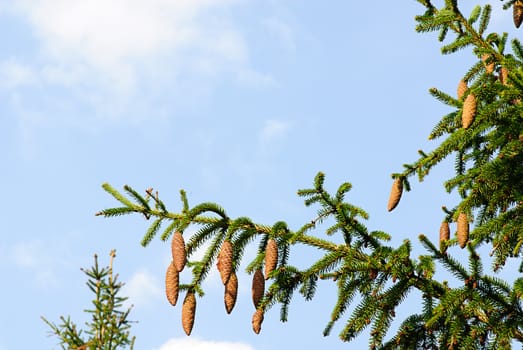 fir tree with cones in autumn on sky-blue